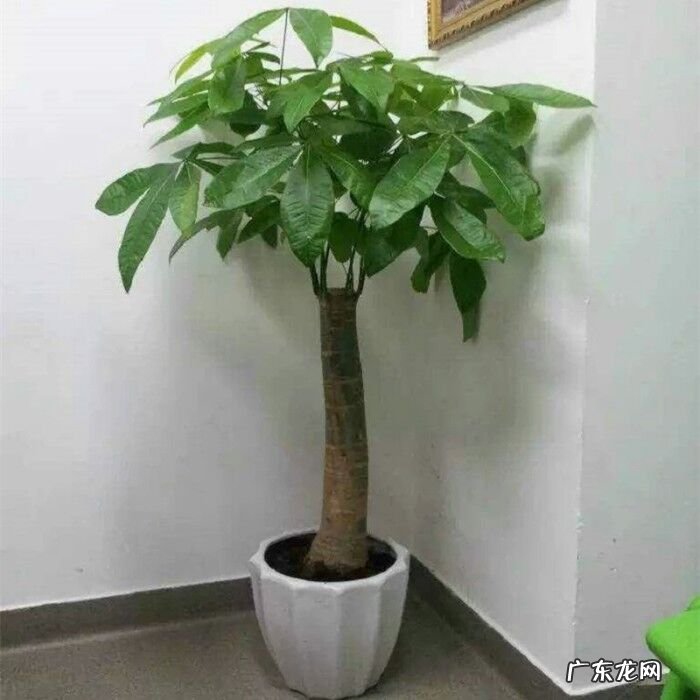 工厂摆放什么风水物最旺 开厂养什么东西风水好呢