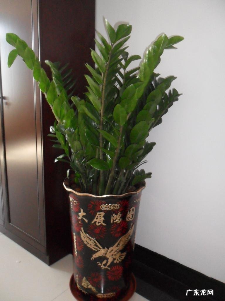 工厂摆放什么风水物最旺 开厂养什么东西风水好呢