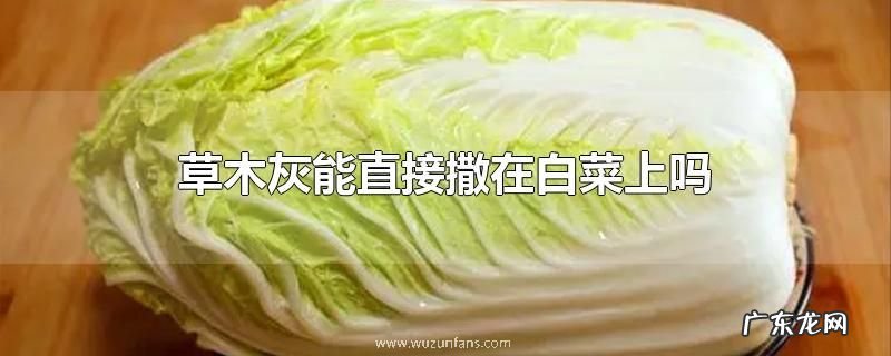 草木灰能直接撒在白菜上吗