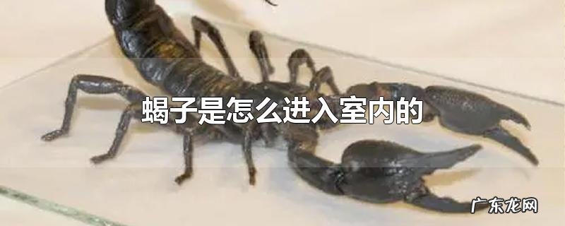 蝎子是怎么进入室内的