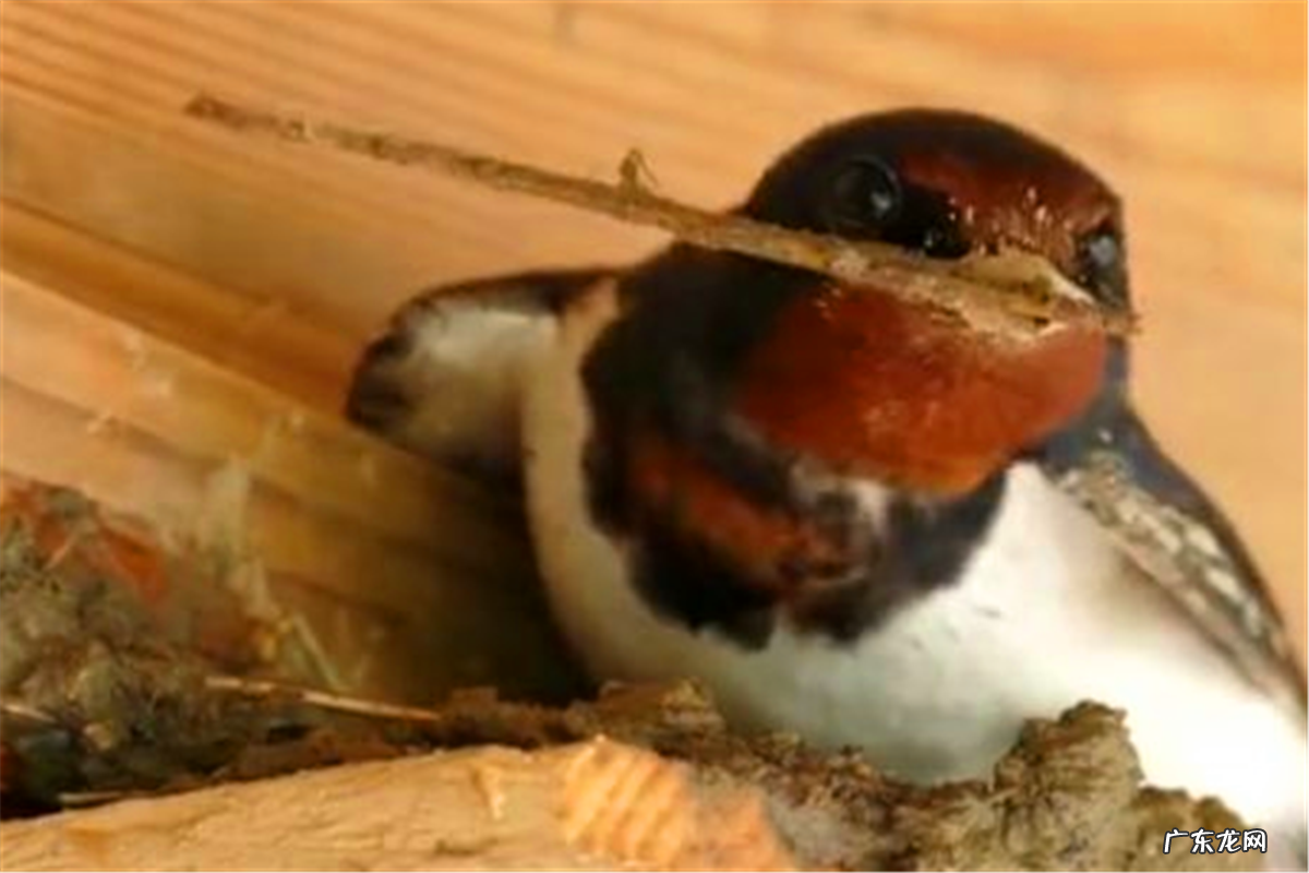 燕子图有什么风水寓意