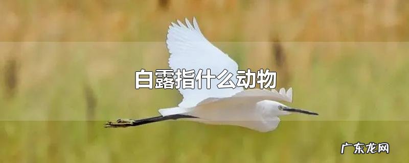 白露指什么动物