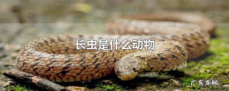 长虫是什么动物