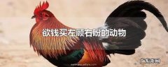 欲钱买左顾右盼的动物