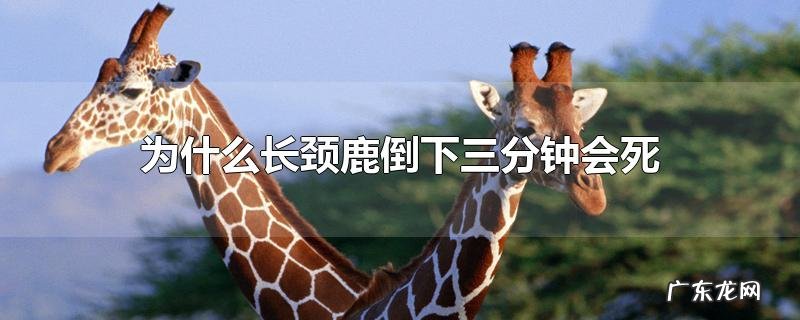 为什么长颈鹿倒下三分钟会死