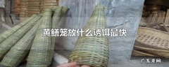 黄鳝笼放什么诱饵最快