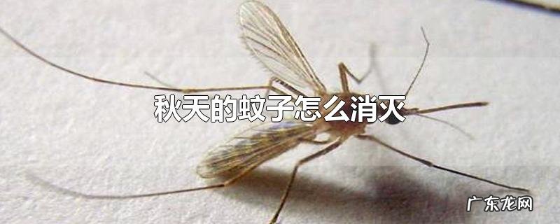 秋天的蚊子怎么消灭