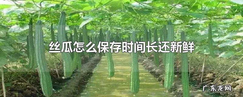 丝瓜怎么保存时间长还新鲜