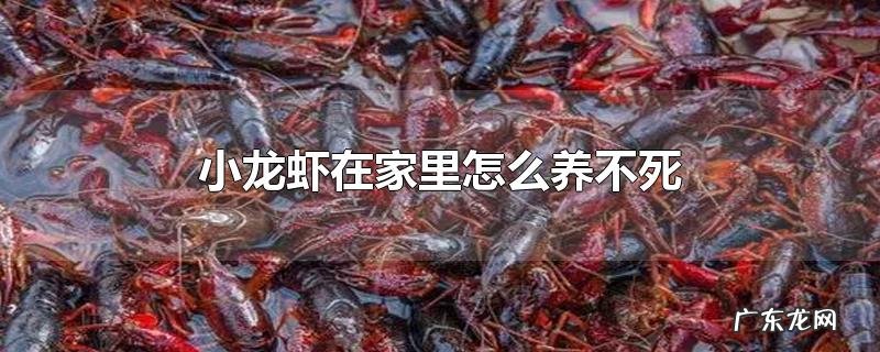 小龙虾在家里怎么养不死