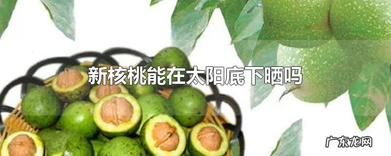 新核桃能在太阳底下晒吗