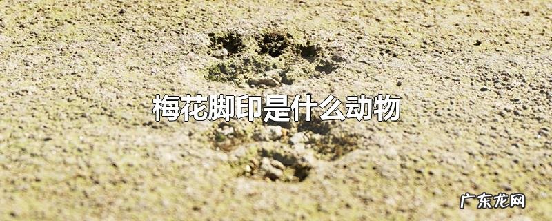 梅花脚印是什么动物