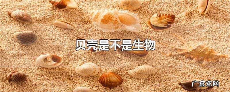 贝壳是不是生物