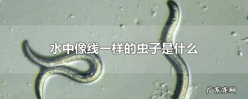 水中像线一样的虫子是什么