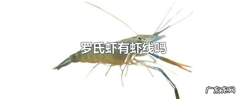 罗氏虾有虾线吗