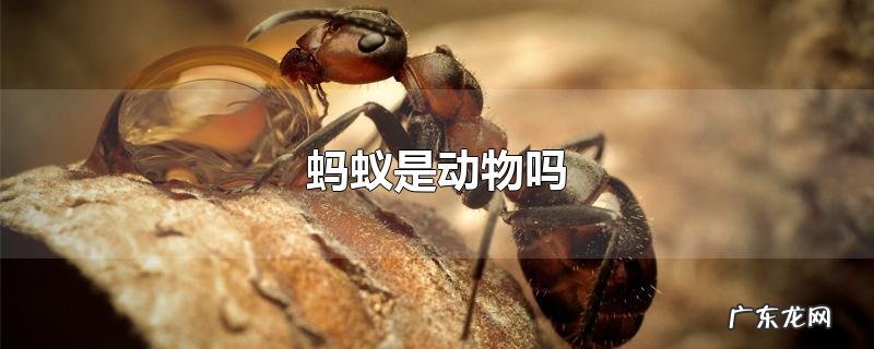 蚂蚁是动物吗
