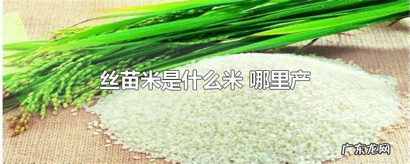 丝苗米是什么米 哪里产