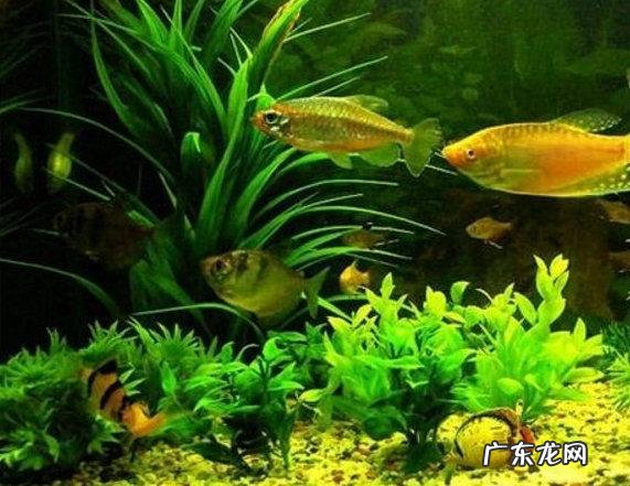 只养一条风水鱼养什么鱼