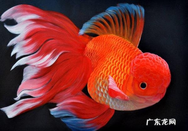 只养一条风水鱼养什么鱼