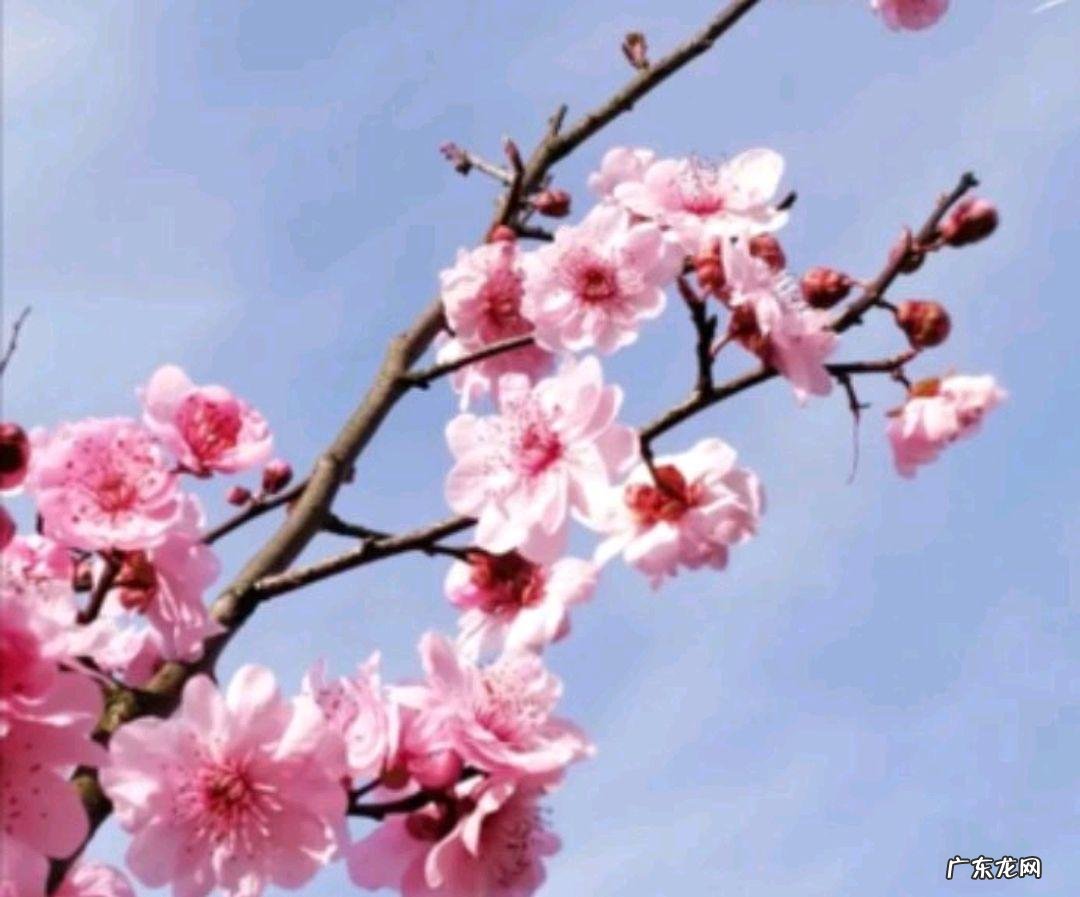 桃树风水起什么作用 七棵桃树风水图解