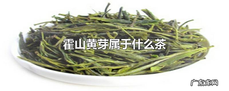 霍山黄芽属于什么茶