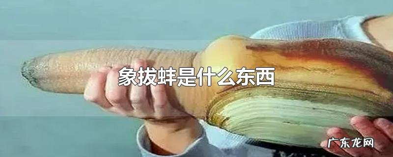 象拔蚌是什么东西
