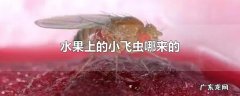 水果上的小飞虫哪来的