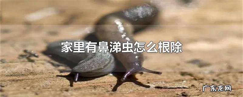 家里有鼻涕虫怎么根除
