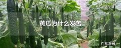 黄瓜为什么发苦
