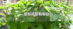 驱蚊花草有哪些