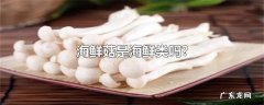 海鲜菇是海鲜类吗?