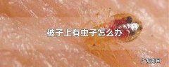 被子上有虫子怎么办