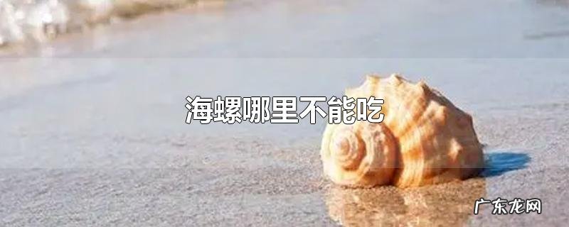 海螺哪里不能吃