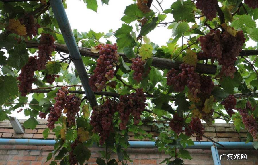 庭院常青树风水树