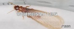 带翅膀的蚂蚁是什么蚂蚁