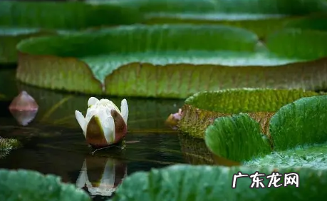 2022小暑节气起风好不好