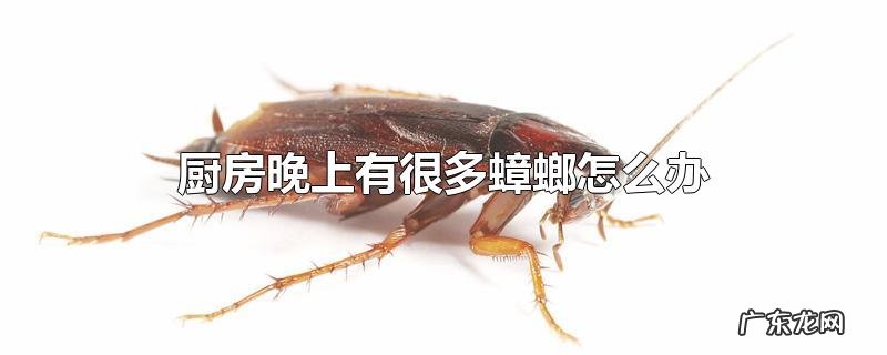 厨房晚上有很多蟑螂怎么办