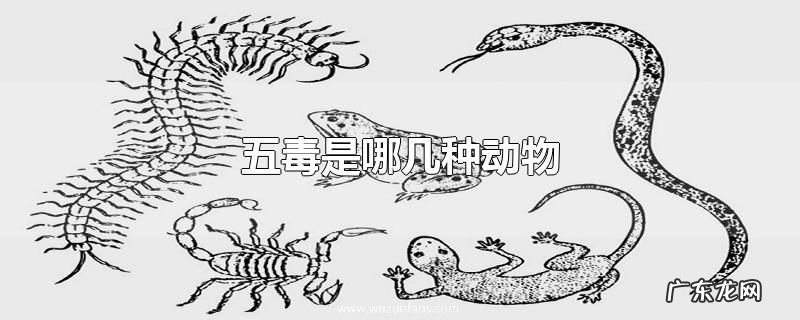 五毒是哪几种动物