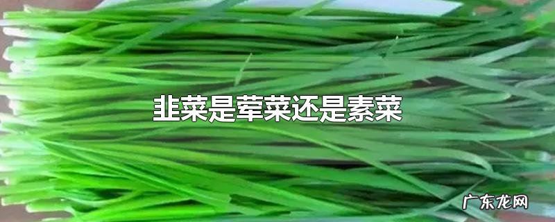 韭菜是荤菜还是素菜
