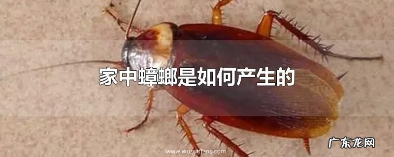 家中蟑螂是如何产生的