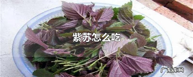 紫苏怎么吃
