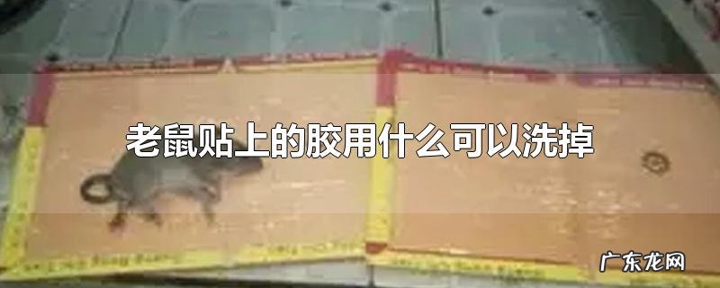 老鼠贴上的胶用什么可以洗掉