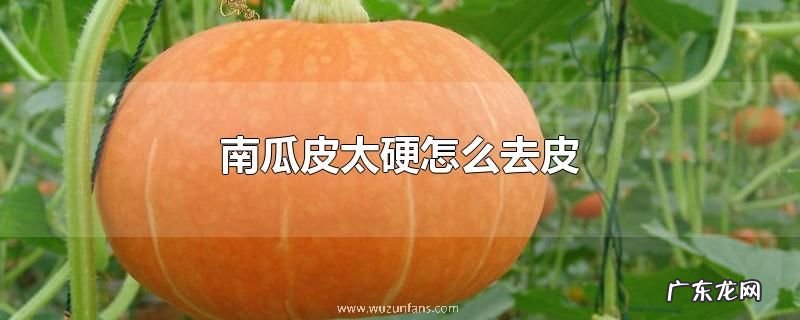 南瓜皮太硬怎么去皮