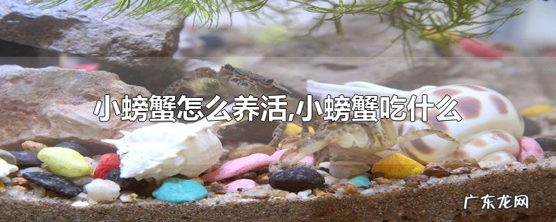 小螃蟹怎么养活,小螃蟹吃什么