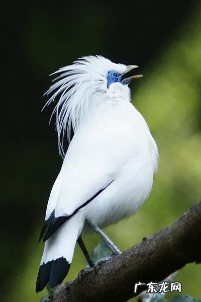 蛞蝓到家风水 鹩哥到家的风水