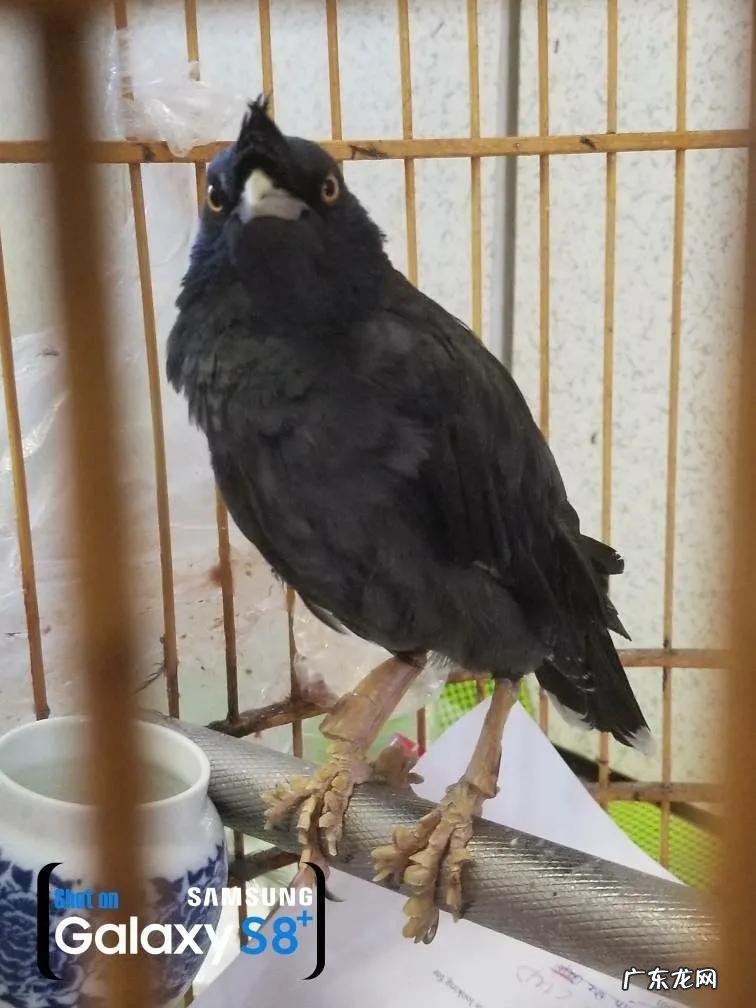 蛞蝓到家风水 鹩哥到家的风水