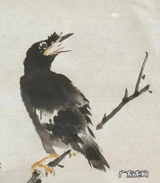 蛞蝓到家风水 鹩哥到家的风水