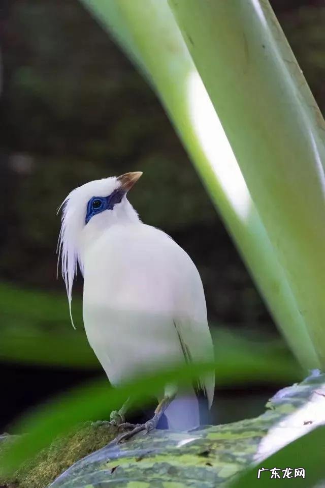 蛞蝓到家风水 鹩哥到家的风水
