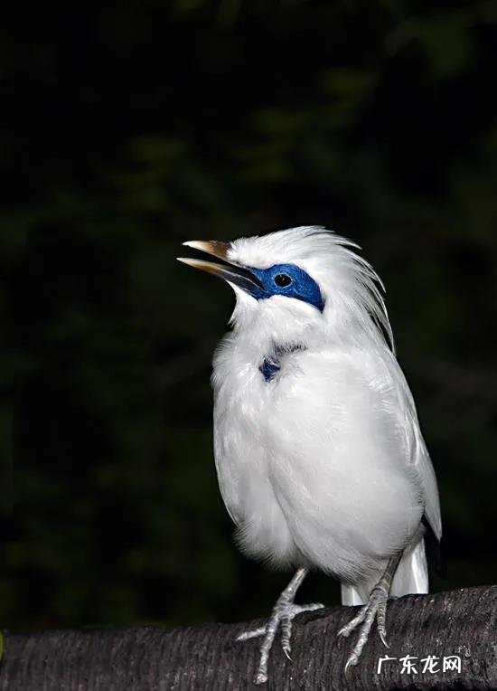 蛞蝓到家风水 鹩哥到家的风水