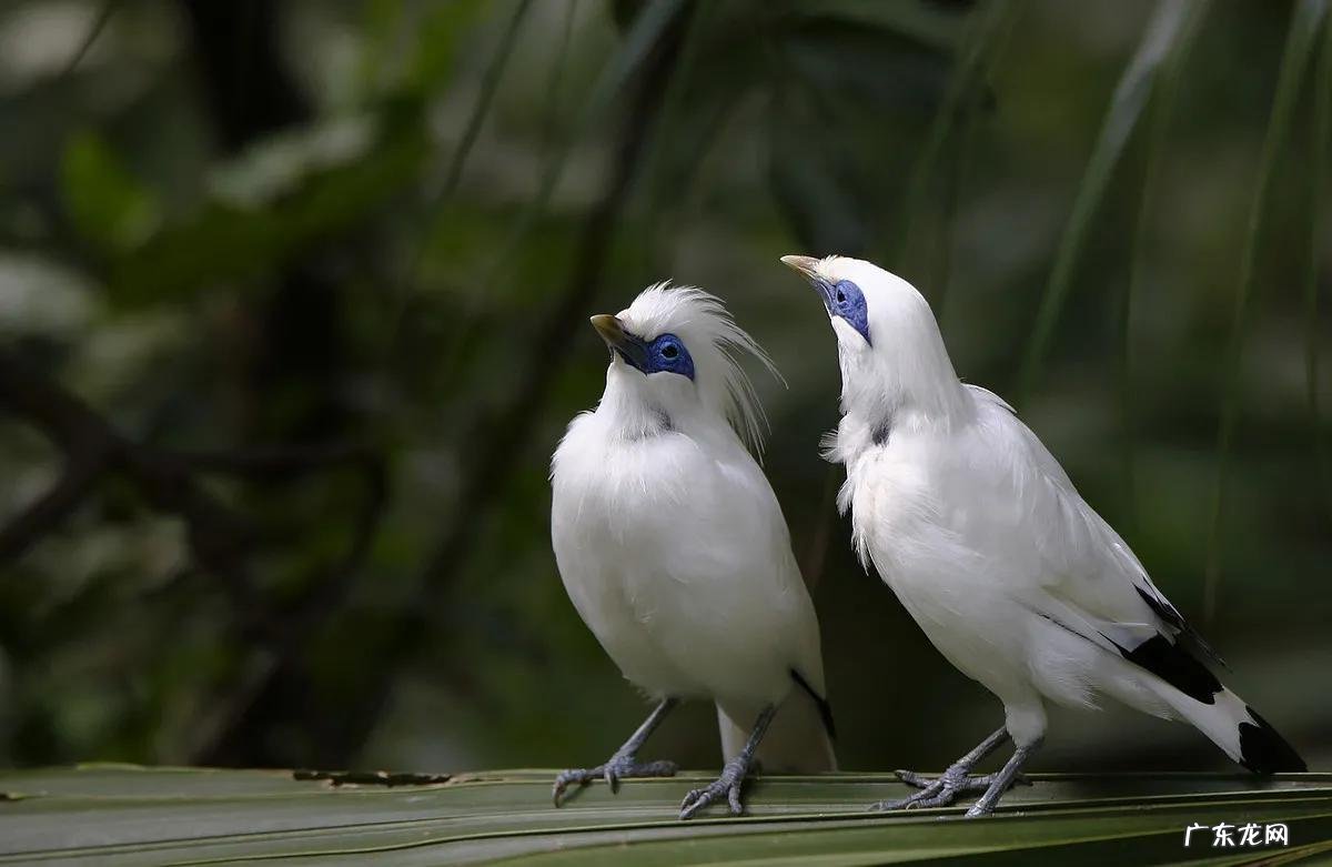 蛞蝓到家风水 鹩哥到家的风水