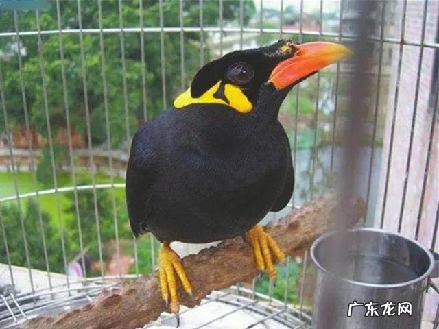 蛞蝓到家风水 鹩哥到家的风水